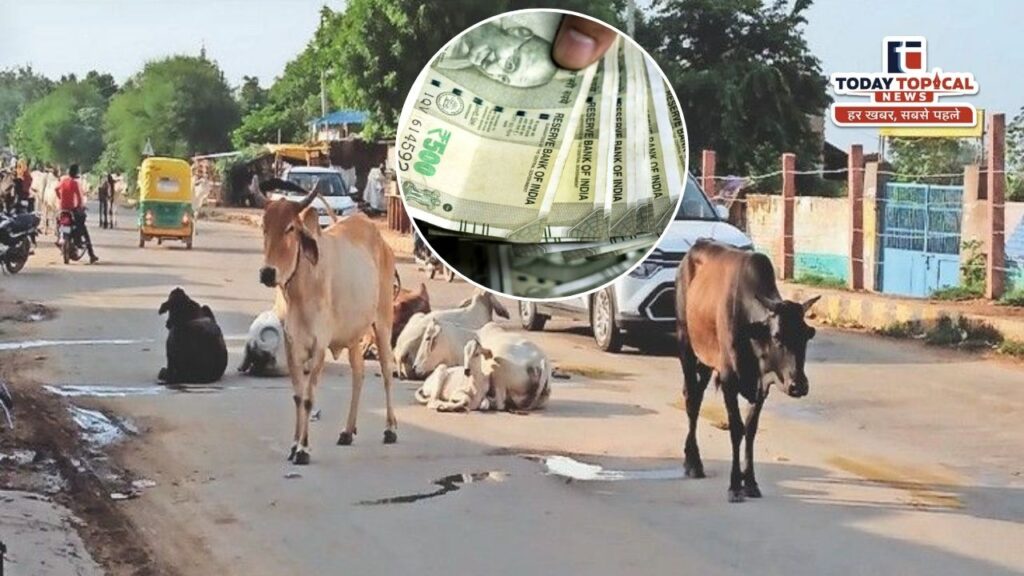 Cow Fine Delhi: दिल्ली की सड़क पर गाय दिखी तो मालिक पर लगेगा जुर्माना