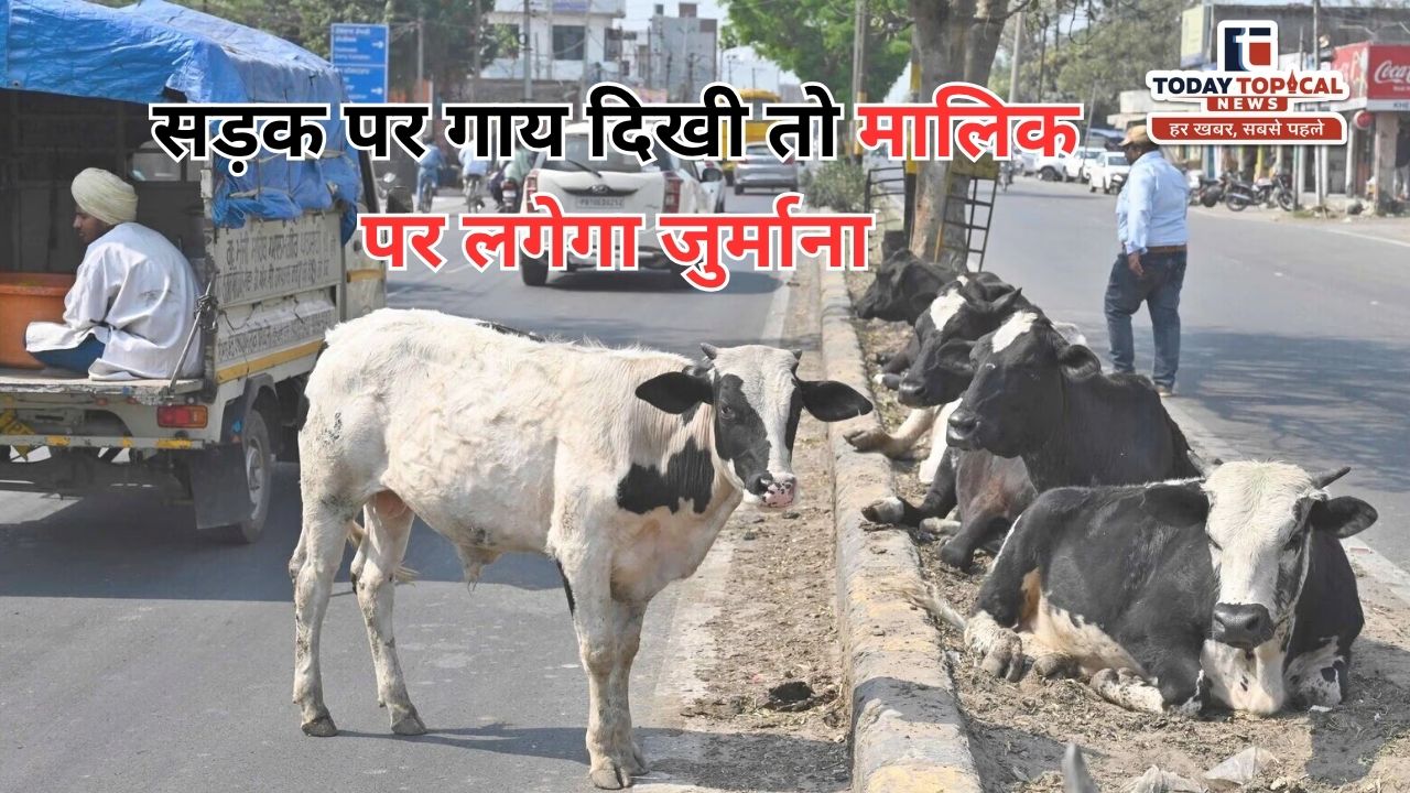 Cow Fine Delhi