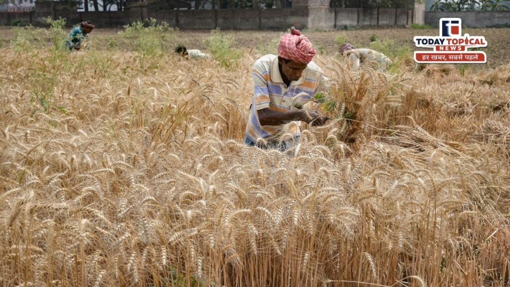 Wheat Crop