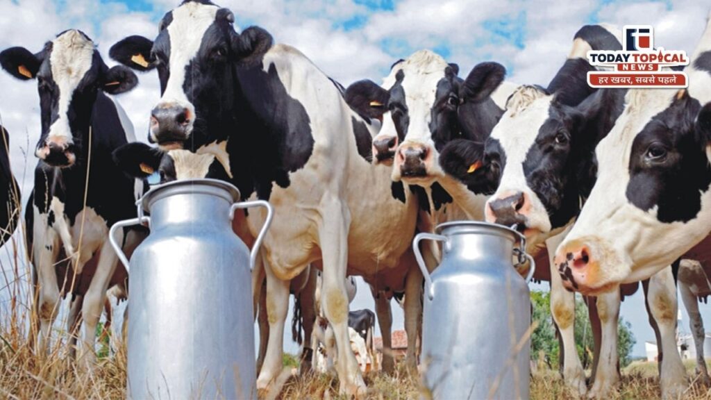 UP Dairy Growth: दूध उत्पादन में यूपी की बादशाहत, देश में बना नंबर-1 राज्य